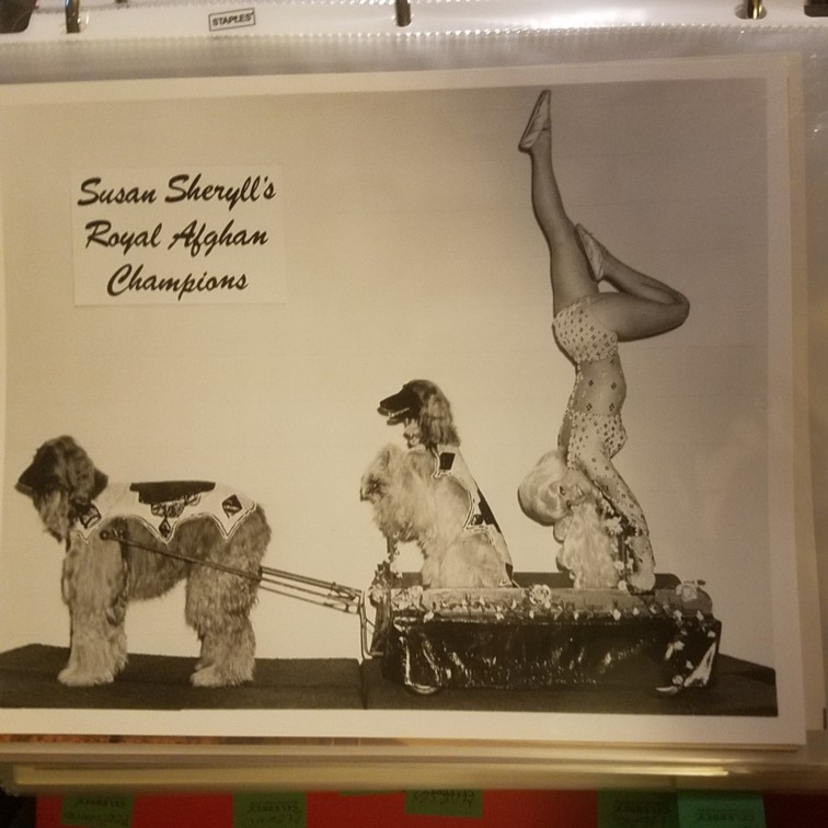 Auction Photo