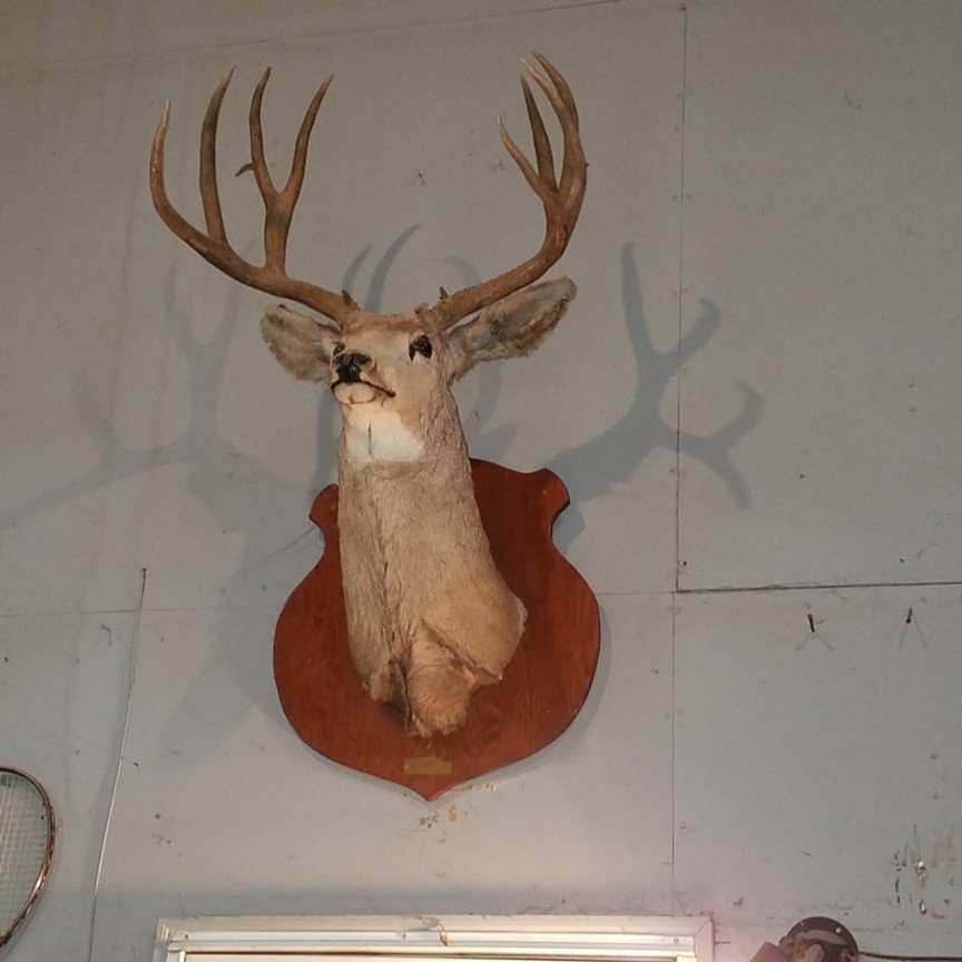 Auction Photo